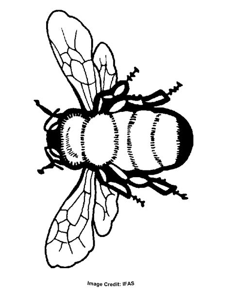 bee coloring pages  kids coloring home
