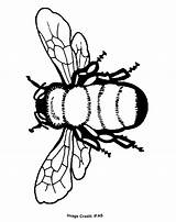 Biene Ausmalbilder Malvorlagen Coloringhome Bees sketch template