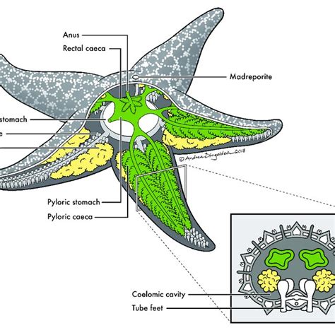 sea star anatomy basic anatomy   sea star  cross section    scientific