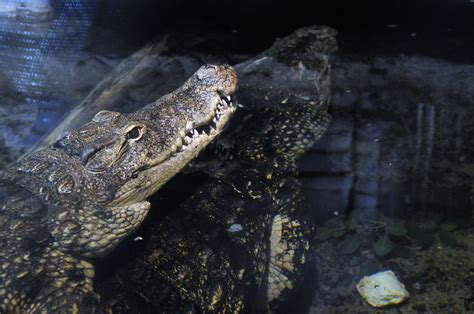 crocodile sex afterglow her on top © eirik lande flickr