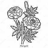 Marigold Coloring Flower Sketch Illustration Book Vector Drawing Botanical Flowers Line Drawings Tattoo Marigolds Color Pages Template Sketches Pic sketch template