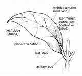 Leaf Dicot Hibiscus Annotated Monocot Compound Labelling Larger sketch template