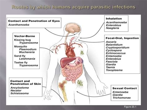 Parasitic Infection