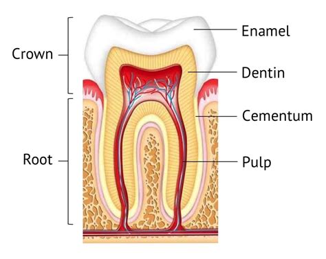 filling       teeth tooth structure  support