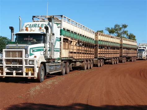 cattle hauler road train  western australia