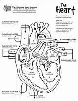 Nursing Cardiac Diaphragm Printable sketch template