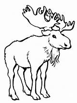 Alce Moose Elch Orignal Renna Stampare Disegnare sketch template