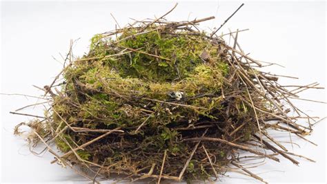 empty bird nests   identify   garden woodland trust