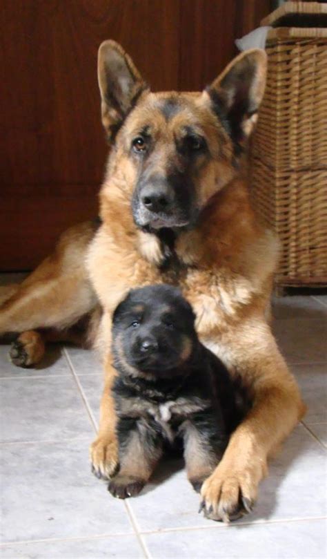 17 Best Images About German Shepherd S On Pinterest