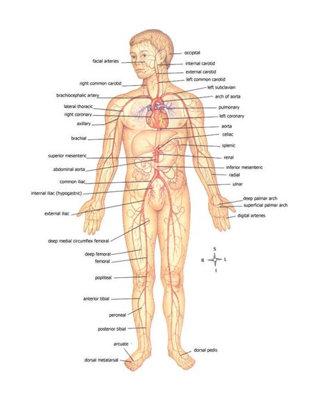 Anatomy Of Body Major Arteries Of Whole Body With