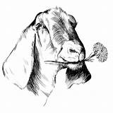 Goat Nubian Drawing Graphic Personable Playful Company Getdrawings Kasia States United sketch template