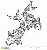 Koi Coloring Vector Fish Carp Book Adults Adult Zentangle Stress Illustration sketch template