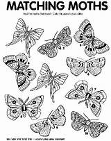 Coloring Moth sketch template