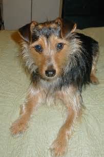 yorkshire terrier rat terrier mix allmuttcom