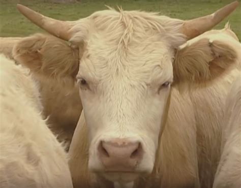 why cows have horns biodynamic association