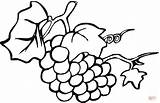 Uvas Uva Grapes Raisin Colorier Anggur Buah Cacho Pintar Vigne Mewarnai Frutas Buahan Sketsa Frutta sketch template