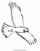 Falco Uccelli Colorare Disegni Aquile Disegnidacoloraregratis Immagine sketch template