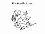 Plankton Drawing Zooplankton Protozoa Getdrawings Benthos Marine Ppt Powerpoint Presentation sketch template