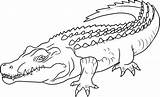 Crocodile Coloring Crocodiles Draw Pages Animals Step Drawing Saltwater Colouring Easy Outline Drawings Krokodil African Tô Màu Animal Cartoon Printable sketch template