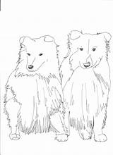 Shetland Sheepdog Coloring 39kb sketch template