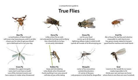 guide  true flies rwhatsthisbug