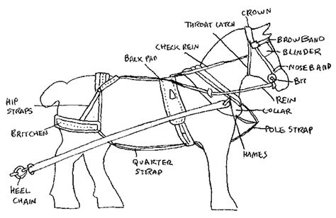 parts   horse harness diagram guide  horse training  handling animals grit