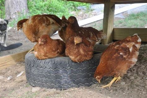 dust bath ideas   chickens  owner builder network
