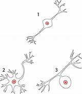 Neurons Neuron sketch template