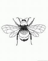 Bumblebee sketch template