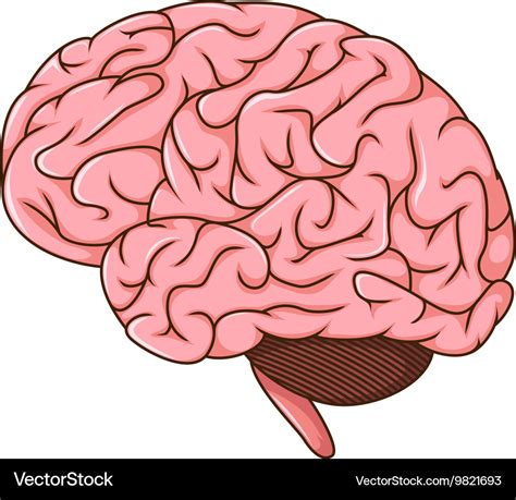 cerebro rosado cerebro cerebro dibujos animados del cerebro cerebro