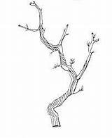 Twig Twigs Dividers Rustic sketch template