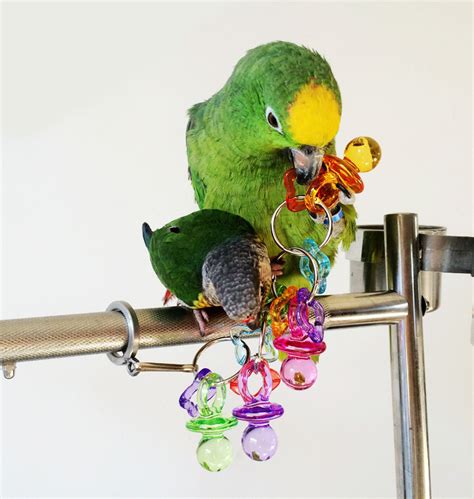arrival colorful acrylic parrot toyparrot chew toyparrot cage accessoriesbird toy