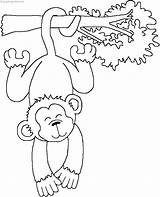 Singe Affe Malvorlage Ausmalbilder Coloriage Ausmalen Guenon Noix Ausdrucken Affen Zeichnen Affenklasse Singes Malvorlagen Dessiner Colorier Résultat Vocales Desde Rainforest sketch template