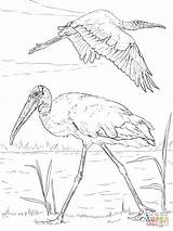 Coloring Pages Stork Storks Wood Drawing Printable Paper Print sketch template