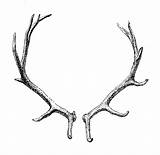 Transparent Antlers Reindeer Background Antler Clip Deer Clipart Library Horn sketch template