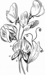 Sweet Pea Drawing Peas Flower Clipart Sketch Dessin Flowers Etc Drawings Line Tattoo Usf Edu Sketches Fleurs Pois Senteur Clip sketch template