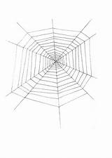Ragno Spinnenweb Spinnennetz Malvorlage Kleurplaten Schulbilder sketch template