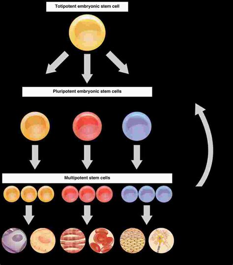 cellular differentiation anatomy  physiology