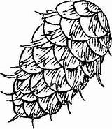 Pine Cone Coloring Cones Crafts Tree Pinecone Colouring Pages Drawings Seeds Getcolorings Designlooter Printable sketch template