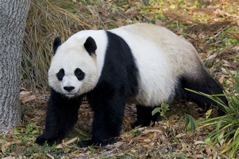 smithsonian insider mei xiang  giant panda   smithsonians national zoo  washington