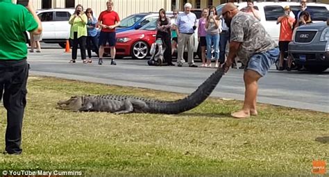 florida trapper captures nearly 10 foot long alligator on the loose at