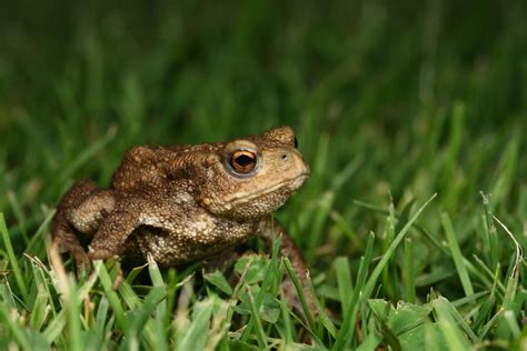 baby toad   macrojunkie  deviantart