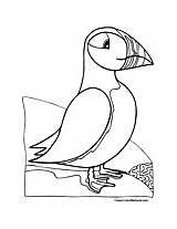 Puffin Coloring Pages Puffins Printable Color sketch template