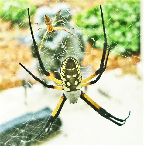 male  female yellow garden spiders  texas bugs   news