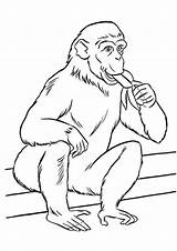 Zoo Coloring Pages Printable Animals Kids Money Momjunction Monkey Banana Educational sketch template