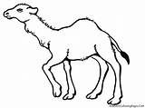 Camel Coloring Pages Print Realistic Clipart Printable Cliparts Kids Library Clip Animal sketch template