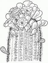 Saguaro Blueten Kaktus Supercoloring Blumen Legais Cacto Pobarvanke Coloringme Malvorlage Marraine sketch template