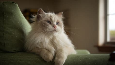 fluffy cat breeds  snuggle   purina
