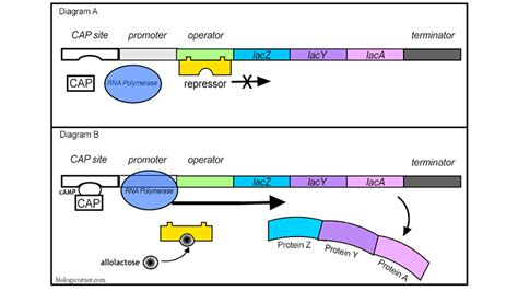 gene regulation  prokaryotes lac operon