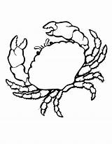 Crab Coloring Pages Colouring Sea Animals Realistic Print Printable Color Seashell Shells Drawing Clip Animal Sheet Cliparts Kids Clipart Shell sketch template